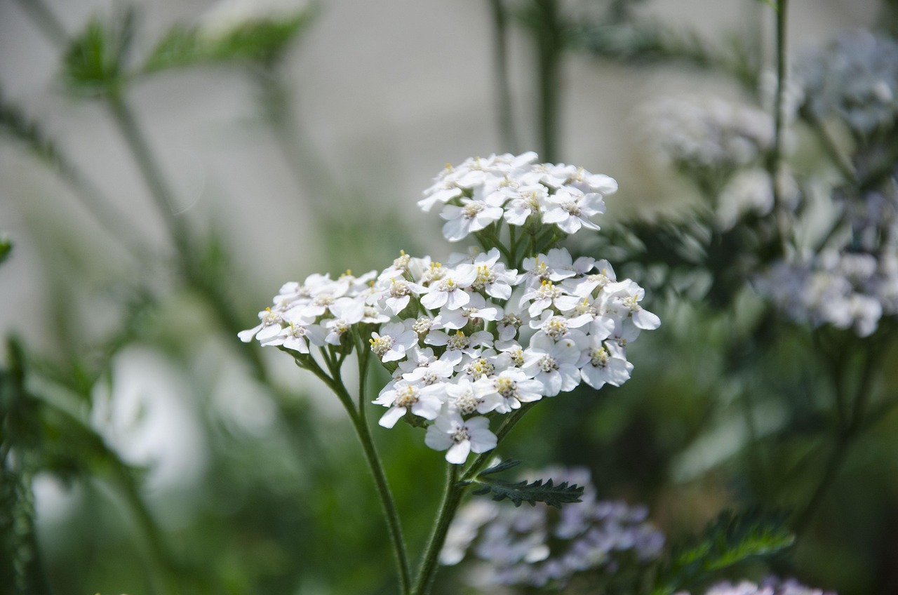 Our location - yarrow plant, yarrow, тысячелистник, medicine herb